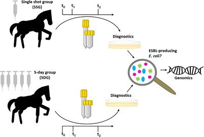 Frequency, Local Dynamics, and Genomic Characteristics of <mark class="highlighted">ESBL-Producing Escherichia coli</mark> Isolated From Specimens of Hospitalized Horses